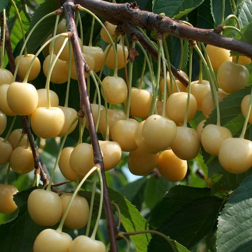 Prunus avium 'Drogani Kollane' - Magus kirsipuu 'Drogani Kollane' C6/6L